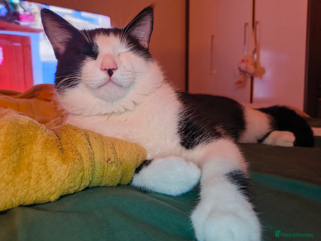 Bengal cats for sale: Tuxedo kitten for sale  - Advert 1