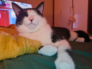 Bengal cats Tuxedo kitten for sale - Advert 1