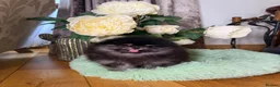 Pomeranian dogs for sale: BLACK & TAN GIRL and BOY - Advert 13