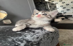 American Shorthair cats for sale: Kittens  - Image 2
