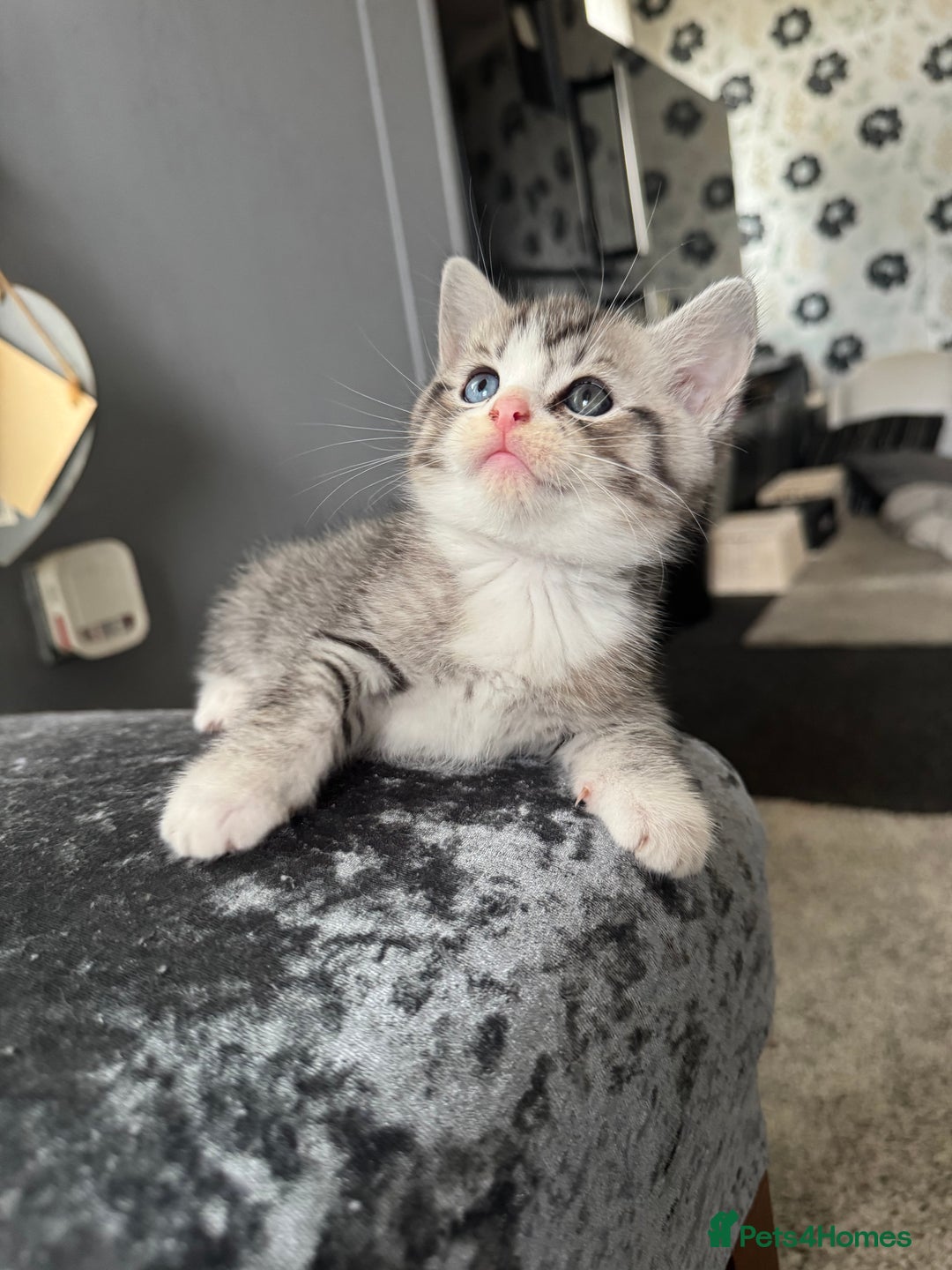 American Shorthair cats for sale: Kittens  - Image 2