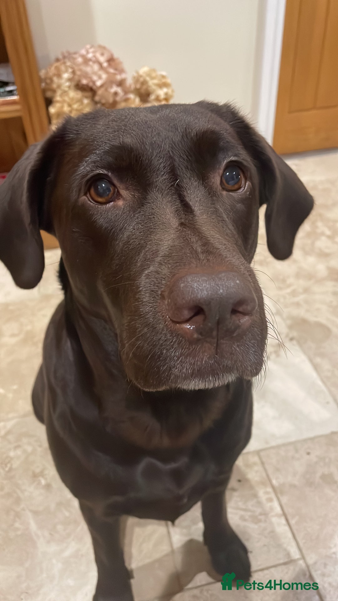 Labrador Retriever dogs for sale: Chocolate Labrador Puppies For Sale - Advert 2