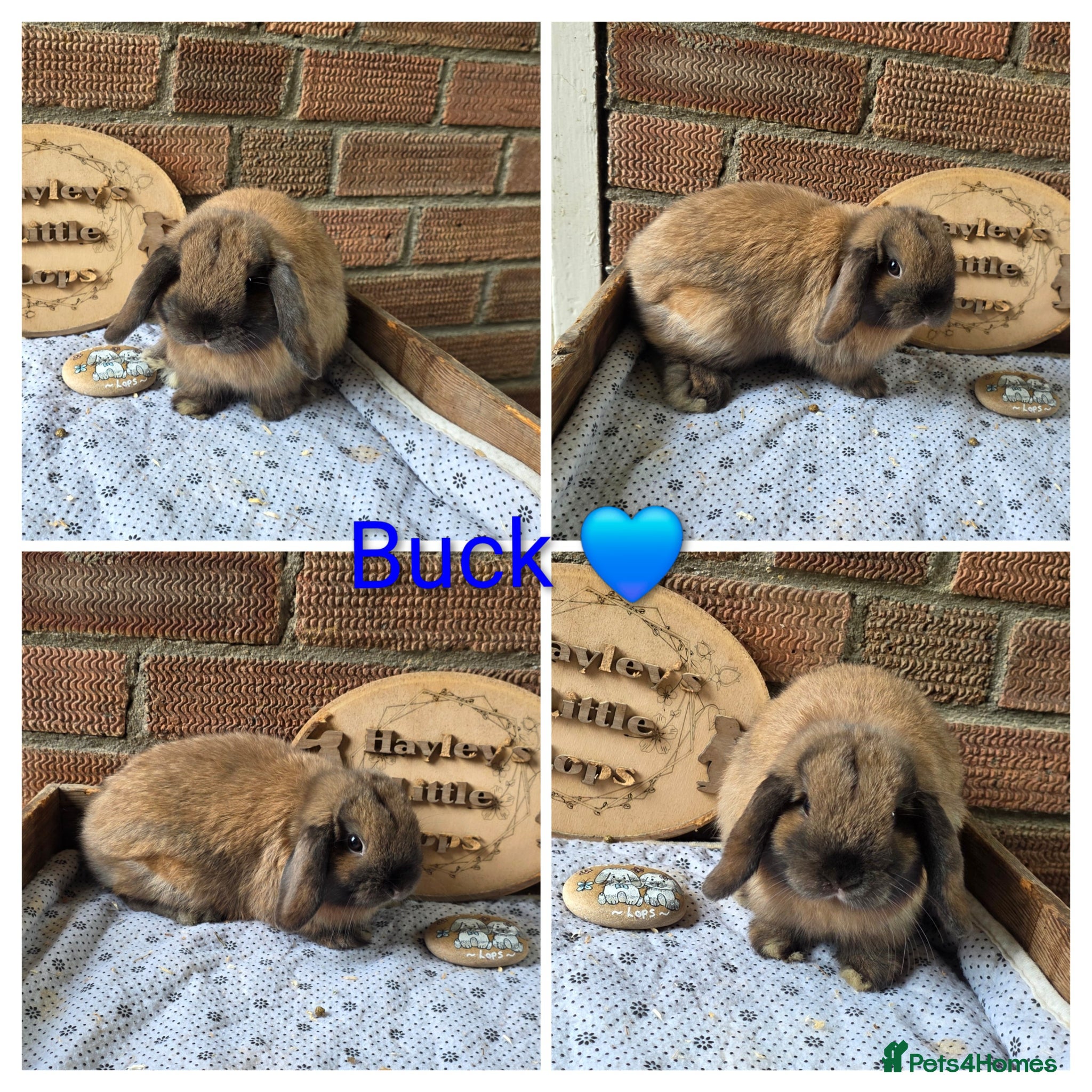Mini Lop rabbits READY NOW Gorgeous pure breed mini lops  - Advert 2
