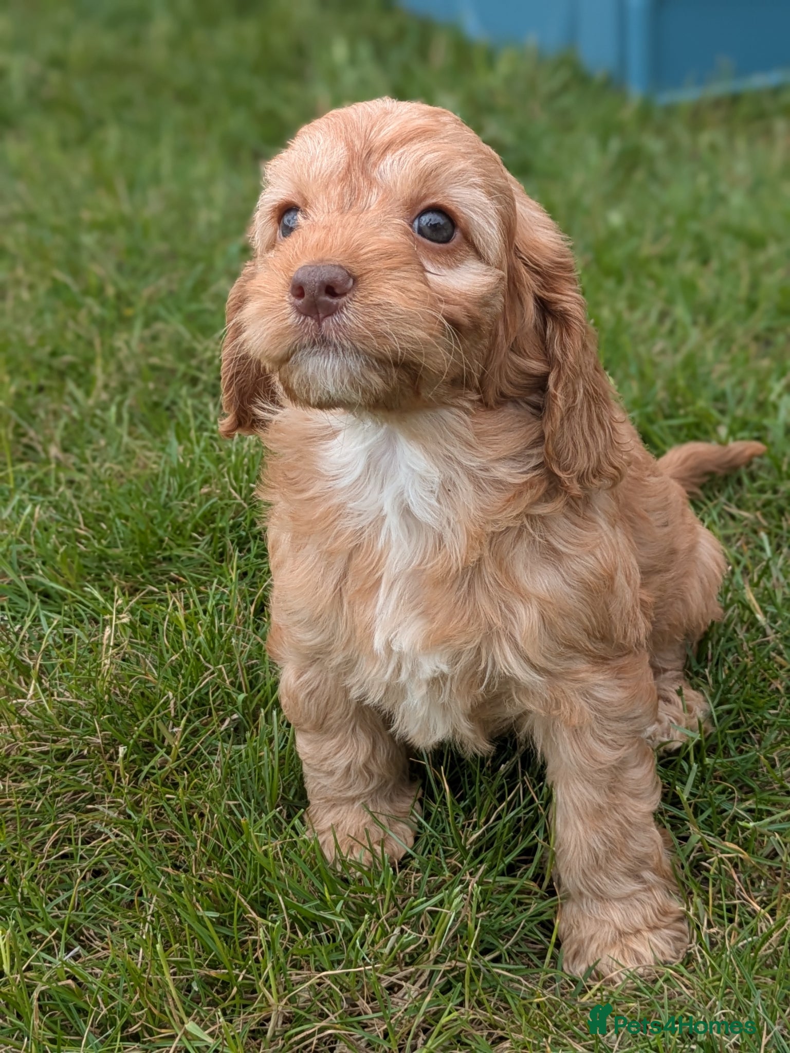 Cockapoo dogs Miniature F1 Cockapoo Pups, Health Tested Parents - Advert 2