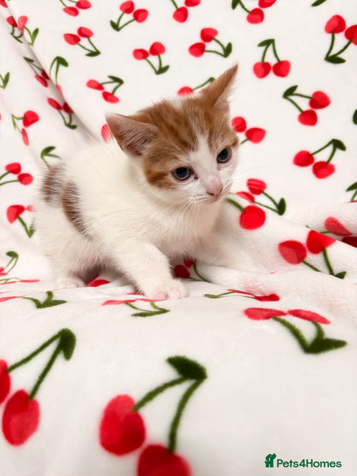 Mixed Breed cats Adorable Baby Boys Looking for Loving Homes - Advert 1