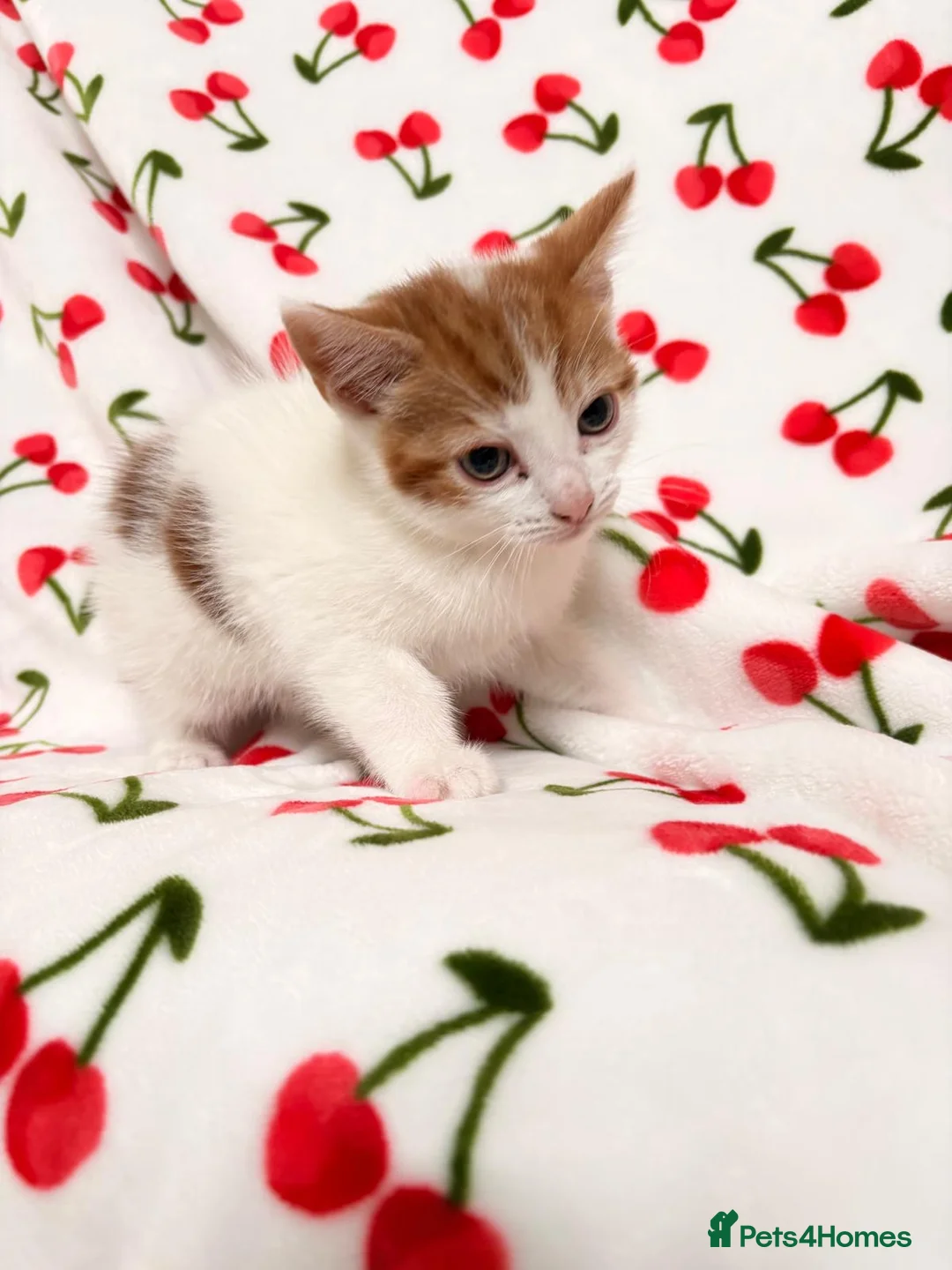 Mixed Breed cats for sale: Adorable Baby Boys Looking for Loving Homes - Advert 1