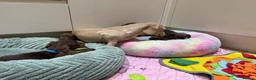 Miniature Dachshund dogs for sale: Chocolate & Tan Miniature Dachshund Pups  - Advert 9