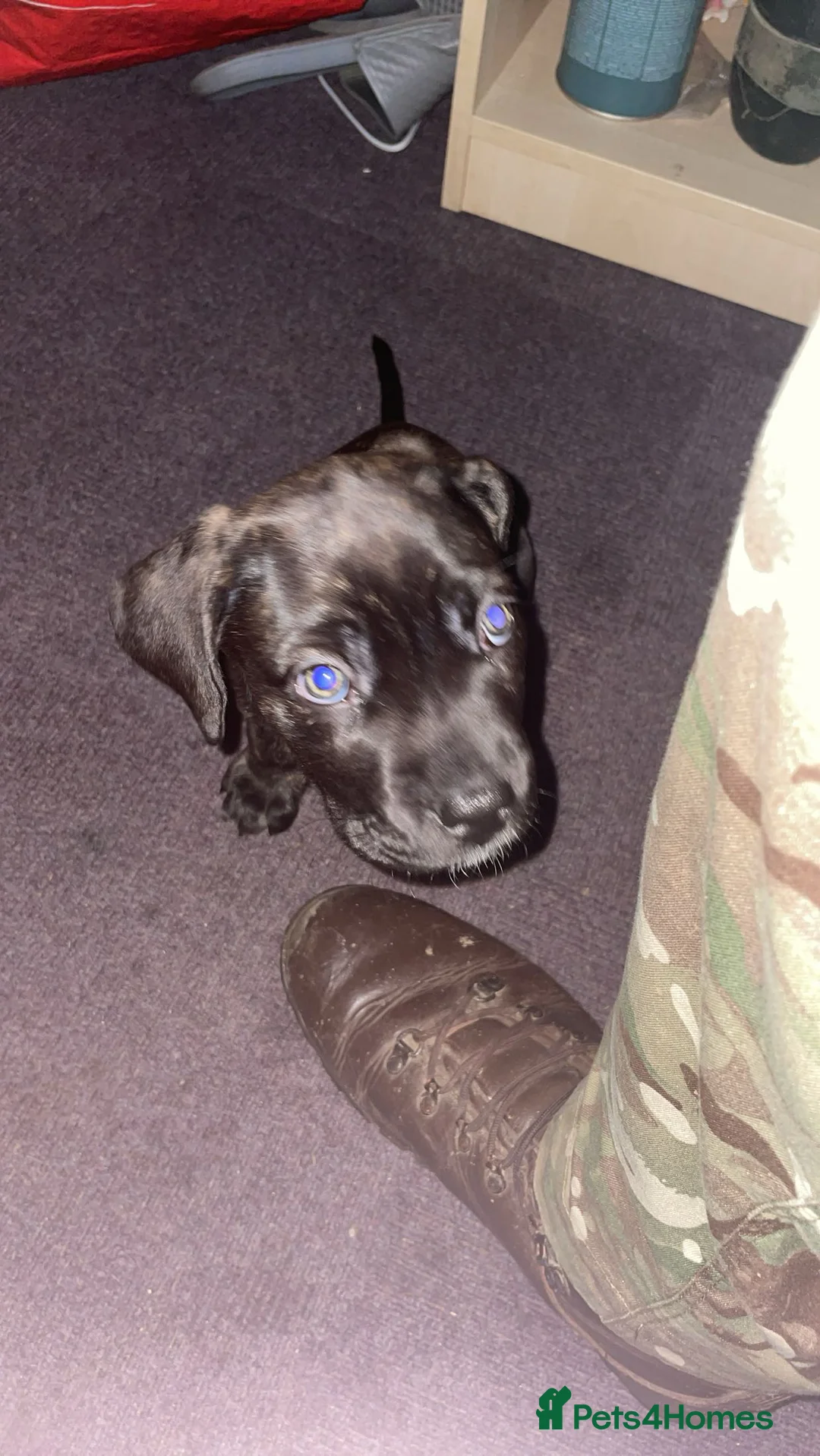 Mixed Breed dogs for sale: Angel the cane canario in Buckingham - Advert 5