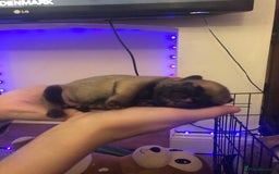 Pug dogs for sale: Pug puppies - Image 28
