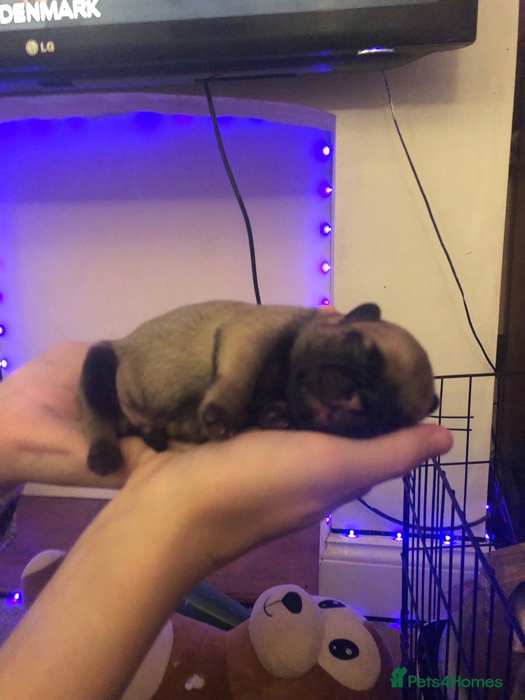Pug dogs for sale: Pug puppies - Image 28