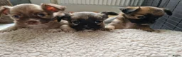 Chihuahua dogs for sale: Chihuahua puppy's  - Advert 20