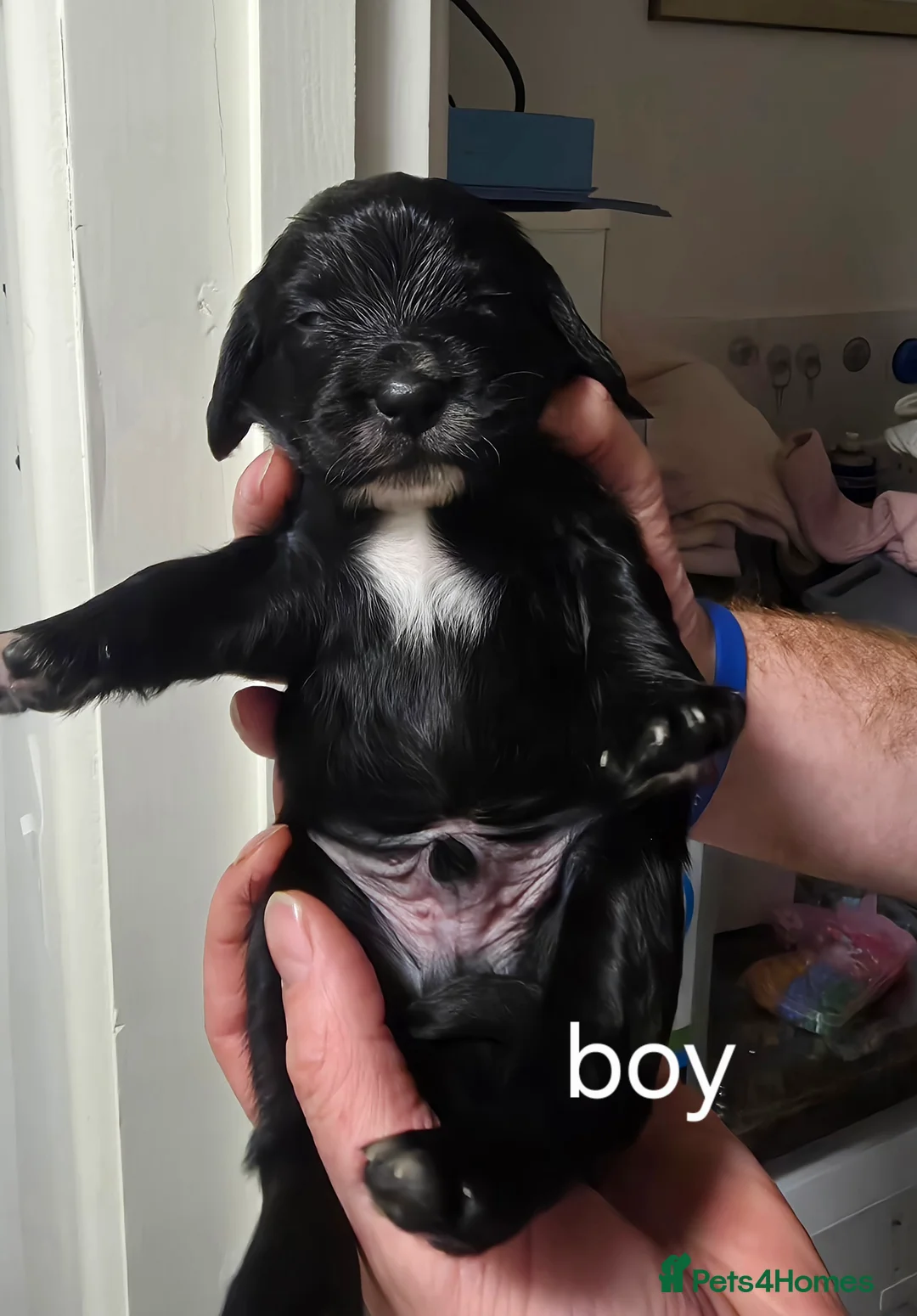 Sprocker dogs for sale: Sprocker puppies - Advert 7