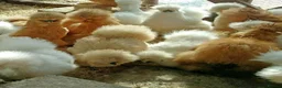 Chickens poultry for sale:  silkie chick's, polish chick's Available  - Advert 16