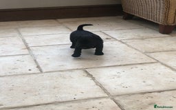 Mixed Breed dogs for sale: Patterdale Black puppies - Image 4