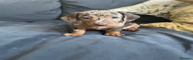 Dachshund 2