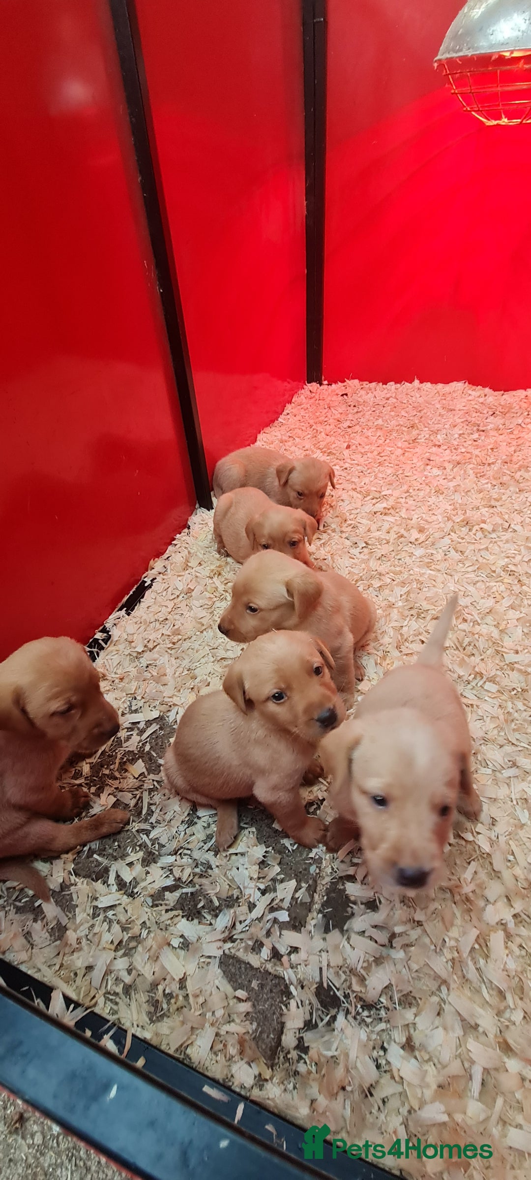 Labrador Retriever dogs for sale: Fox red lab  - Image 4