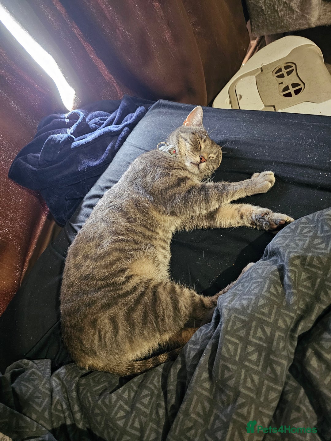 British Shorthair cats for sale: Grey tabby male - Image 4