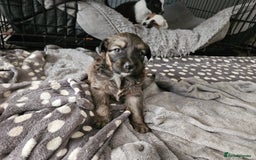 Mixed Breed dogs for sale: 5 Collie x whippet puppies - Image 6
