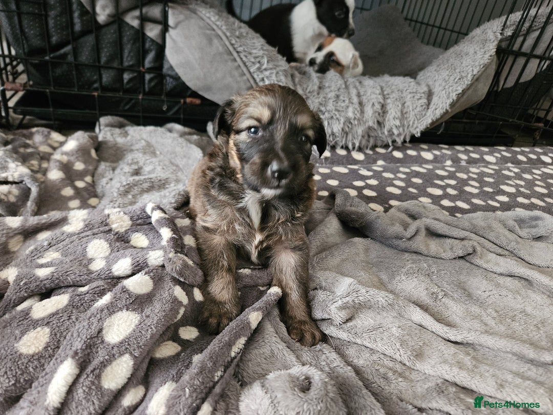 Mixed Breed dogs for sale: 5 Collie x whippet puppies - Image 6