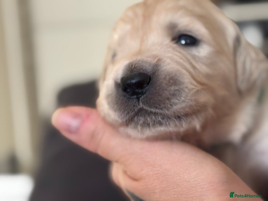 Golden Retriever dogs for sale: Golden Retriever Puppies 4 boys & 3 girls  - Image 15