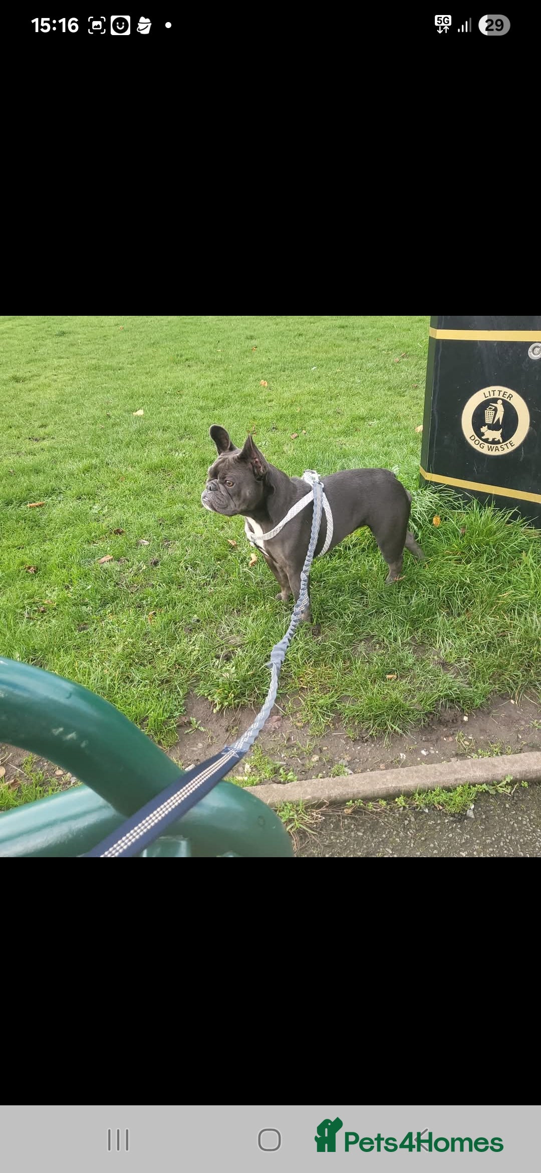 French Bulldog dogs Frenchie  - Advert 1