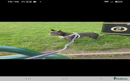 French Bulldog dogs for sale: Frenchie  - Image 1