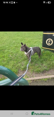 French Bulldog dogs - Advert 5