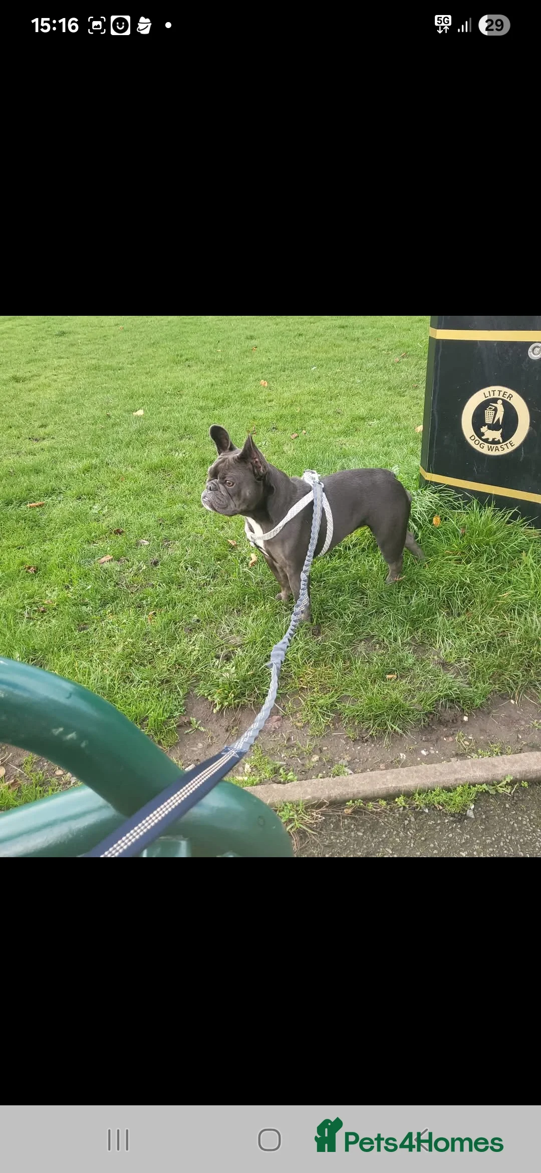 French Bulldog dogs for sale: Frenchie  - Advert 1