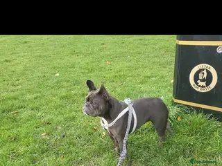 French Bulldog dogs Frenchie - Advert 1