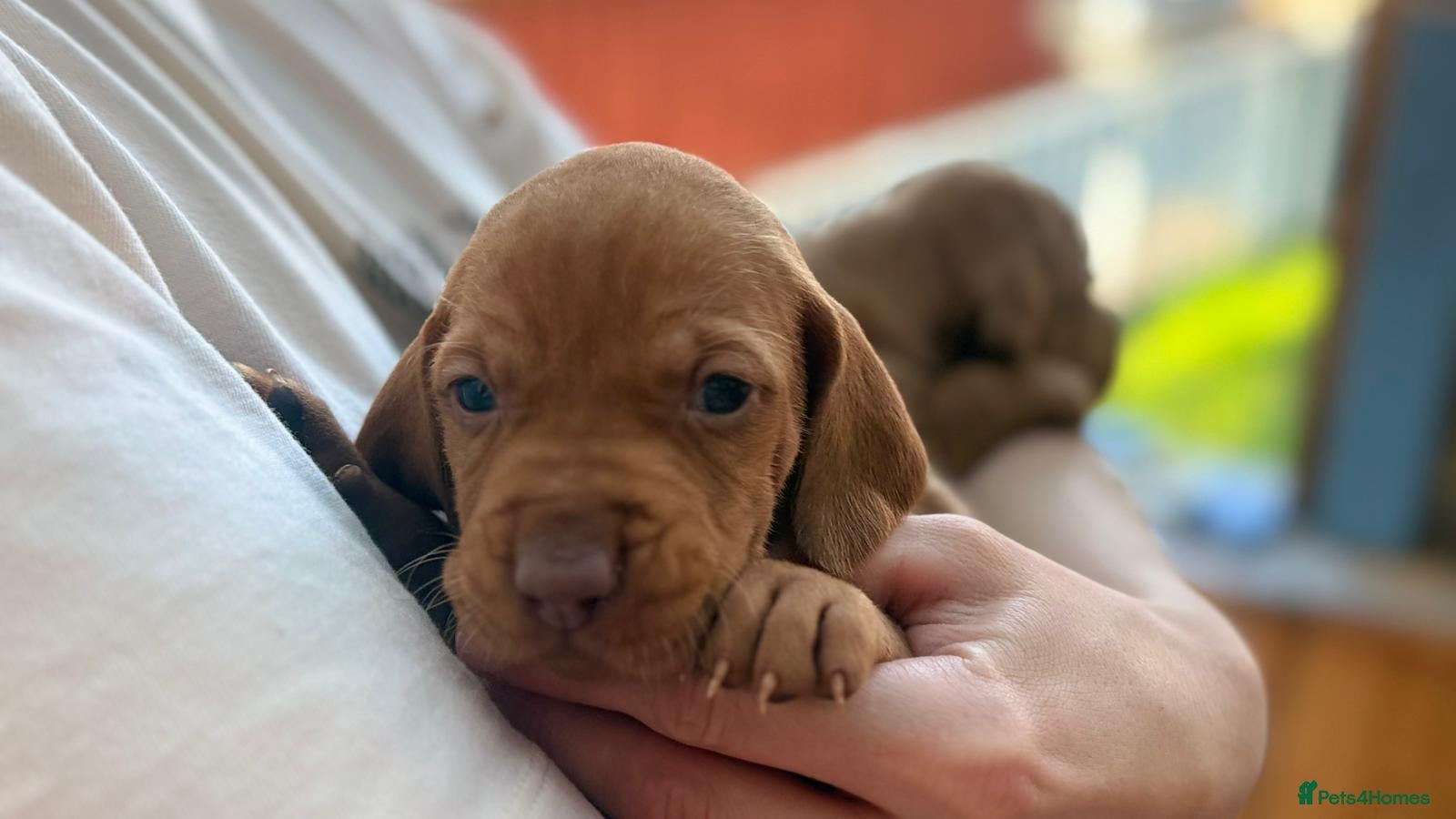 Hungarian Vizsla dogs 4 girls feft🐶 Hungerian Viszla Puppies 🐶😍  - Advert 1