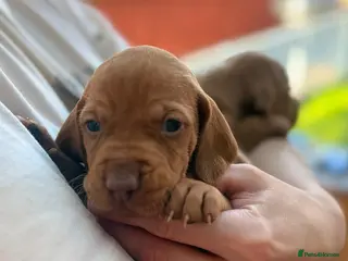 Hungarian Vizsla dogs 4 girls feft🐶 Hungerian Viszla Puppies 🐶😍 - Advert 1
