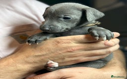 Whippet dogs for sale: KC Registered Whippet Puppies Scotland - Image 2
