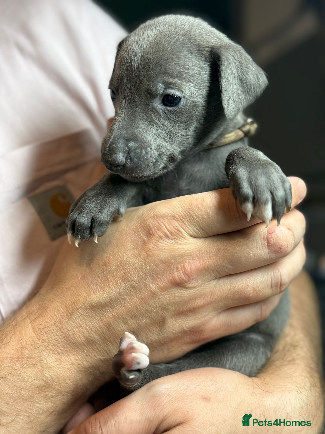 Whippet dogs for sale: KC Registered Whippet Puppies Scotland - Image 2