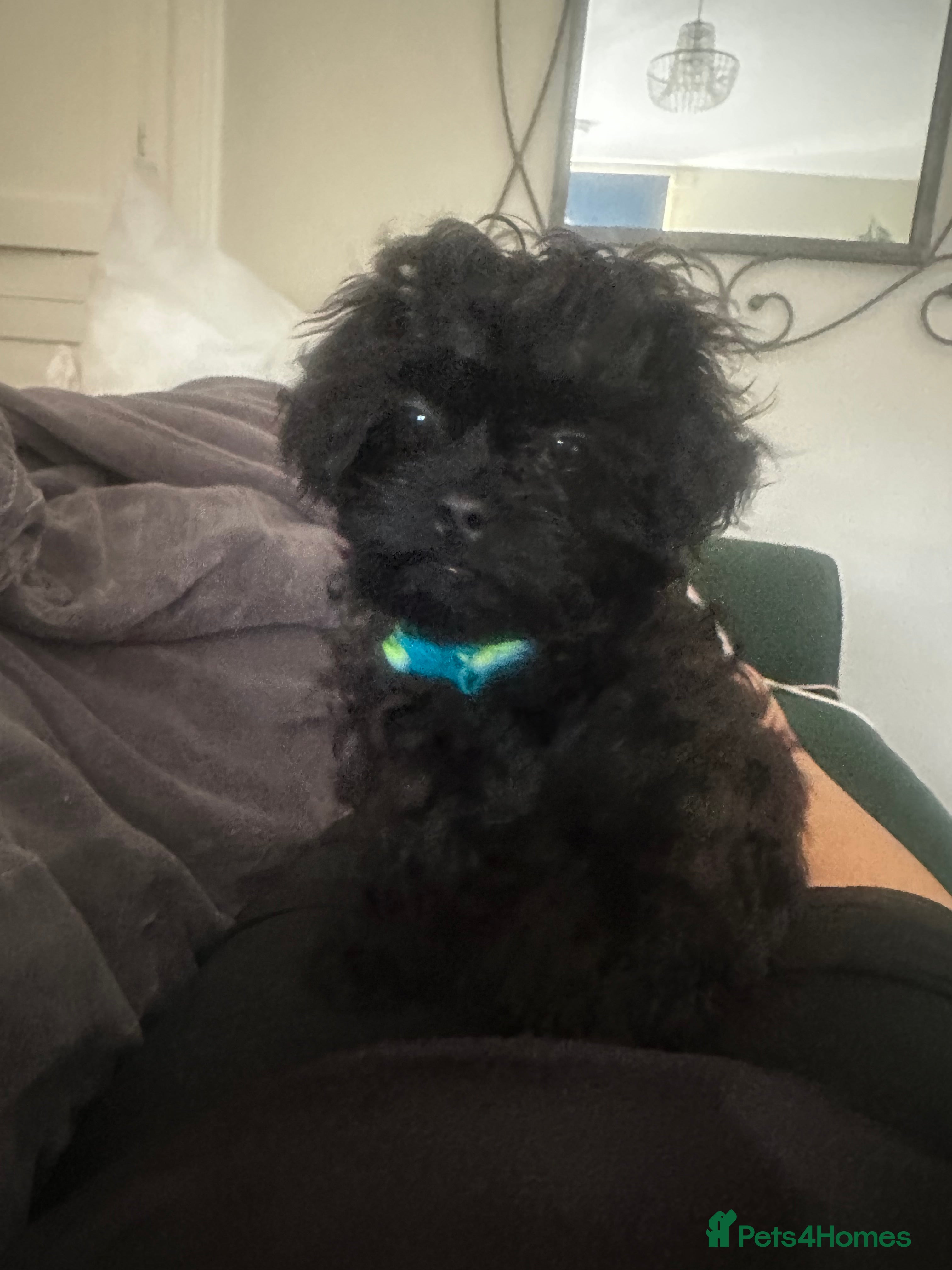 Shihpoo dogs Shihpoo Male (Toy Poodle) - Advert 6