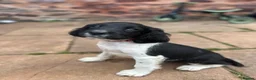 English Springer Spaniel dogs for sale: READY from 17th July KC ESS heavily coloured pups  - Advert 13