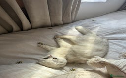Scottish Fold cats for sale: Scottish fold (triple fold) - Image 9