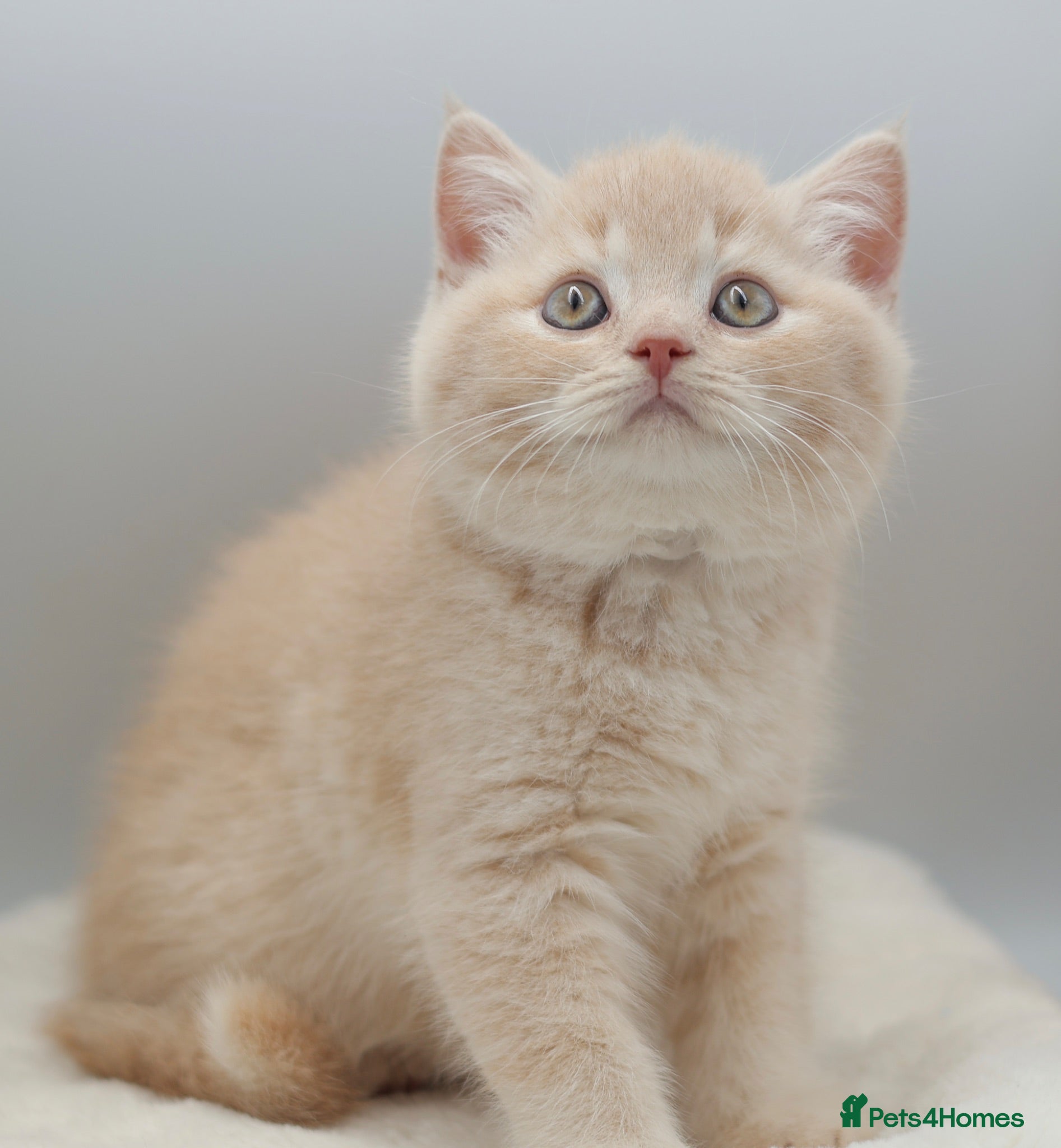 British Shorthair cats READY NOW REGISTERED CHUNKY BRITISH SHORTHAIRS - Advert 1