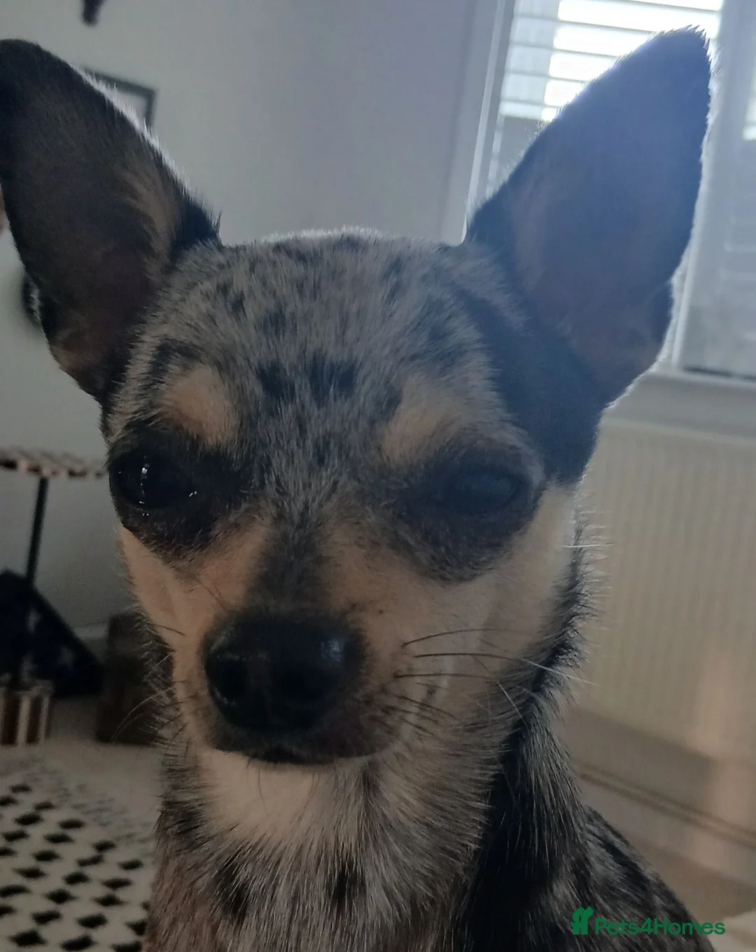 Chihuahua dogs for stud: chuhiahia stud in Ongar - Advert 1