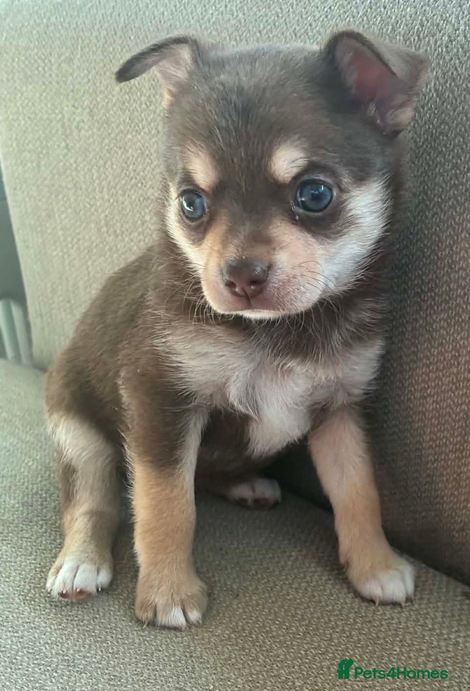 Pomchi dogs Beautiful Pomchi puppies  - Advert 2