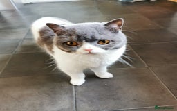 British Shorthair cats for sale: Bi-Colour British Shorthair Male. in Canterbury - Image 1