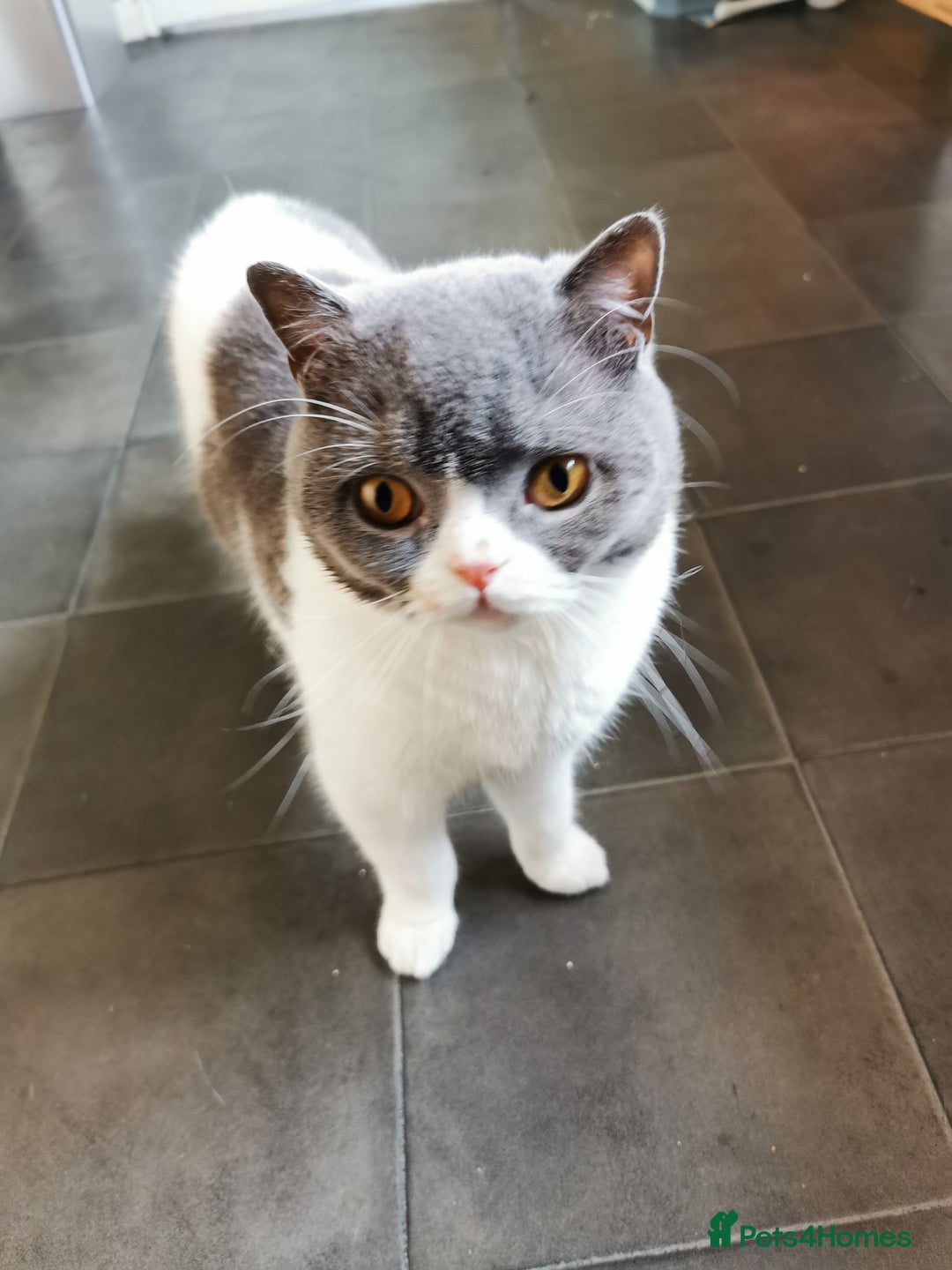 British Shorthair cats for sale: Bi-Colour British Shorthair Male. in Canterbury - Image 1