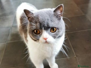 British Shorthair cats in Canterbury - Advert 15