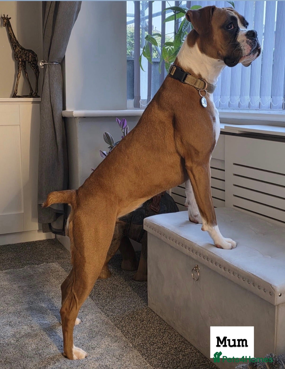 Boxer dogs Outstanding Litter of KC Reg Flashy Boxer Puppies - Advert 1