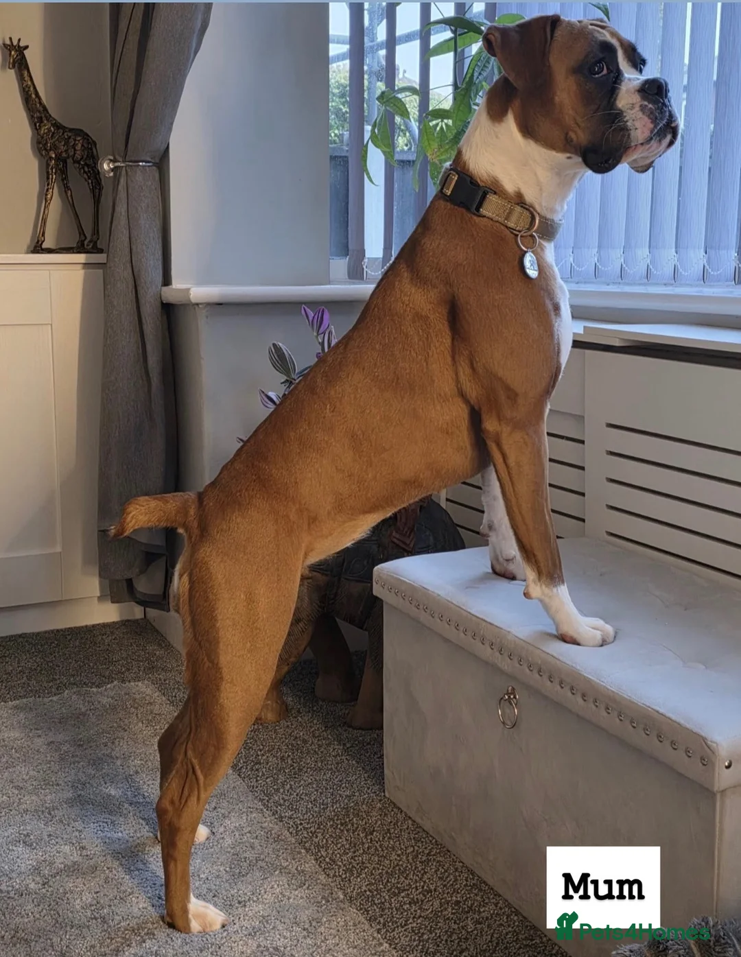 Boxer dogs for sale: Outstanding Litter of KC Reg Flashy Boxer Puppies - Advert 1
