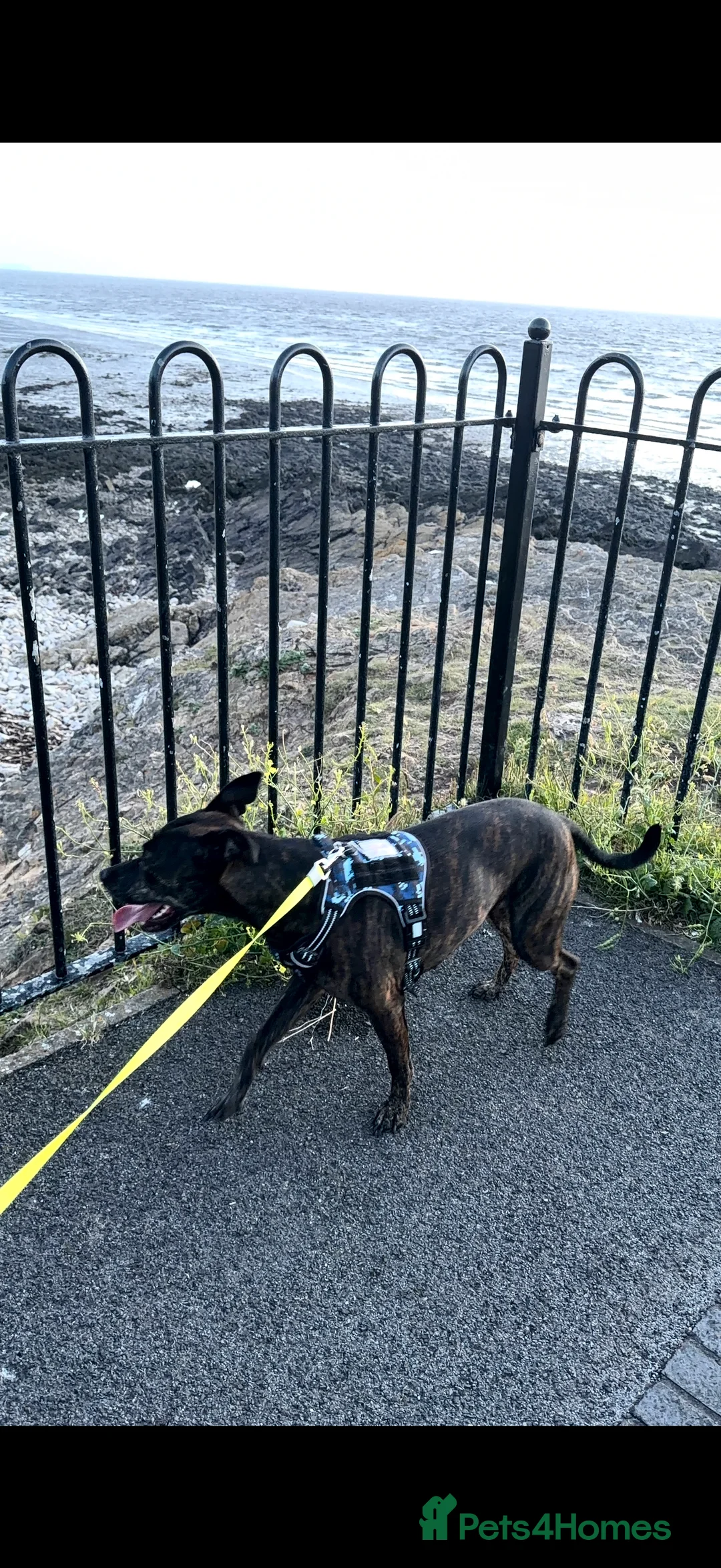 Mixed Breed dogs for sale: French bulldog  x staffy  in Bristol - Advert 2