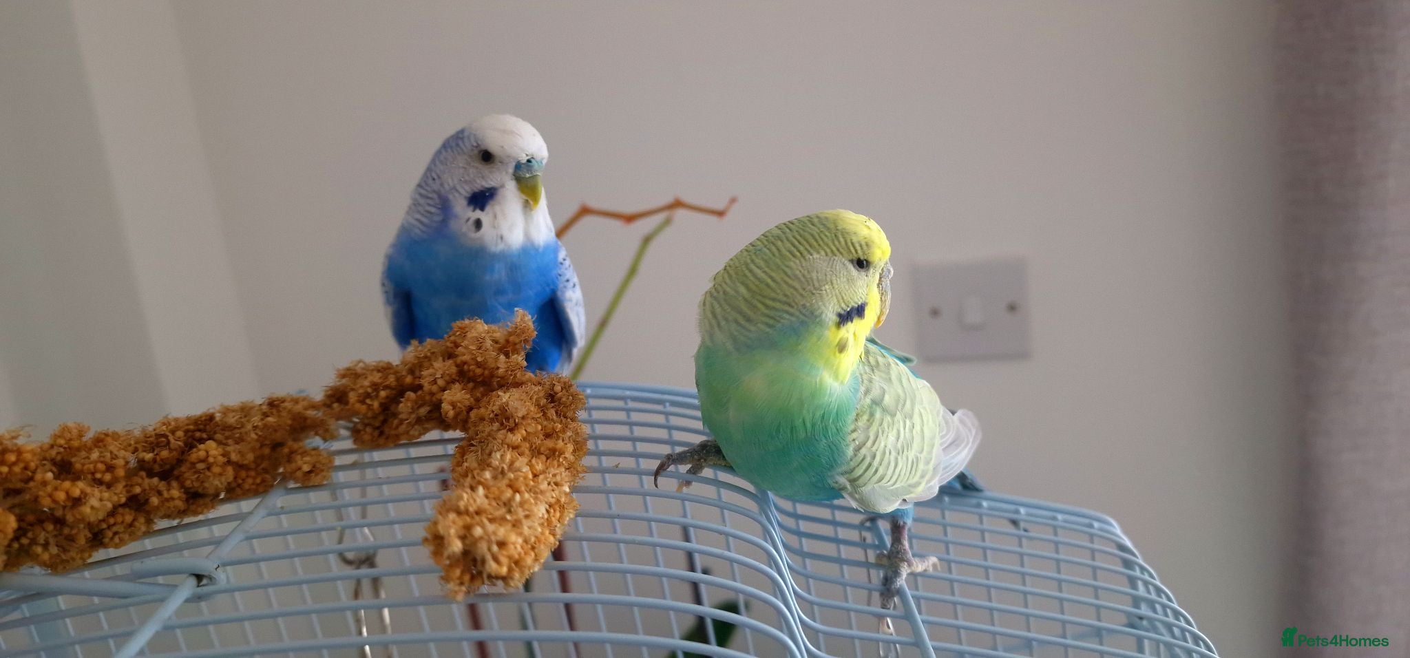 Budgerigars birds Budgies  - Advert 2