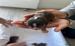 Cocker Spaniel dogs for sale: ✨show type cocker spaniel✨ - Image 4