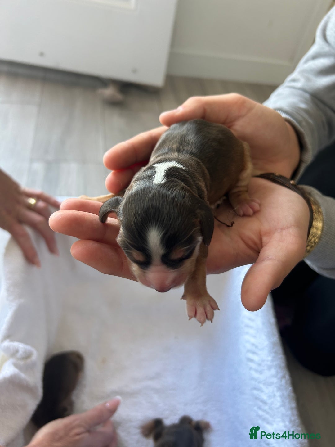 Cocker Spaniel dogs for sale: ✨show type cocker spaniel✨ - Image 4