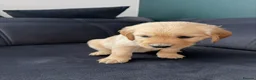Golden Retriever dogs for sale: Golden Retriever puppies  in Derby - Advert 22