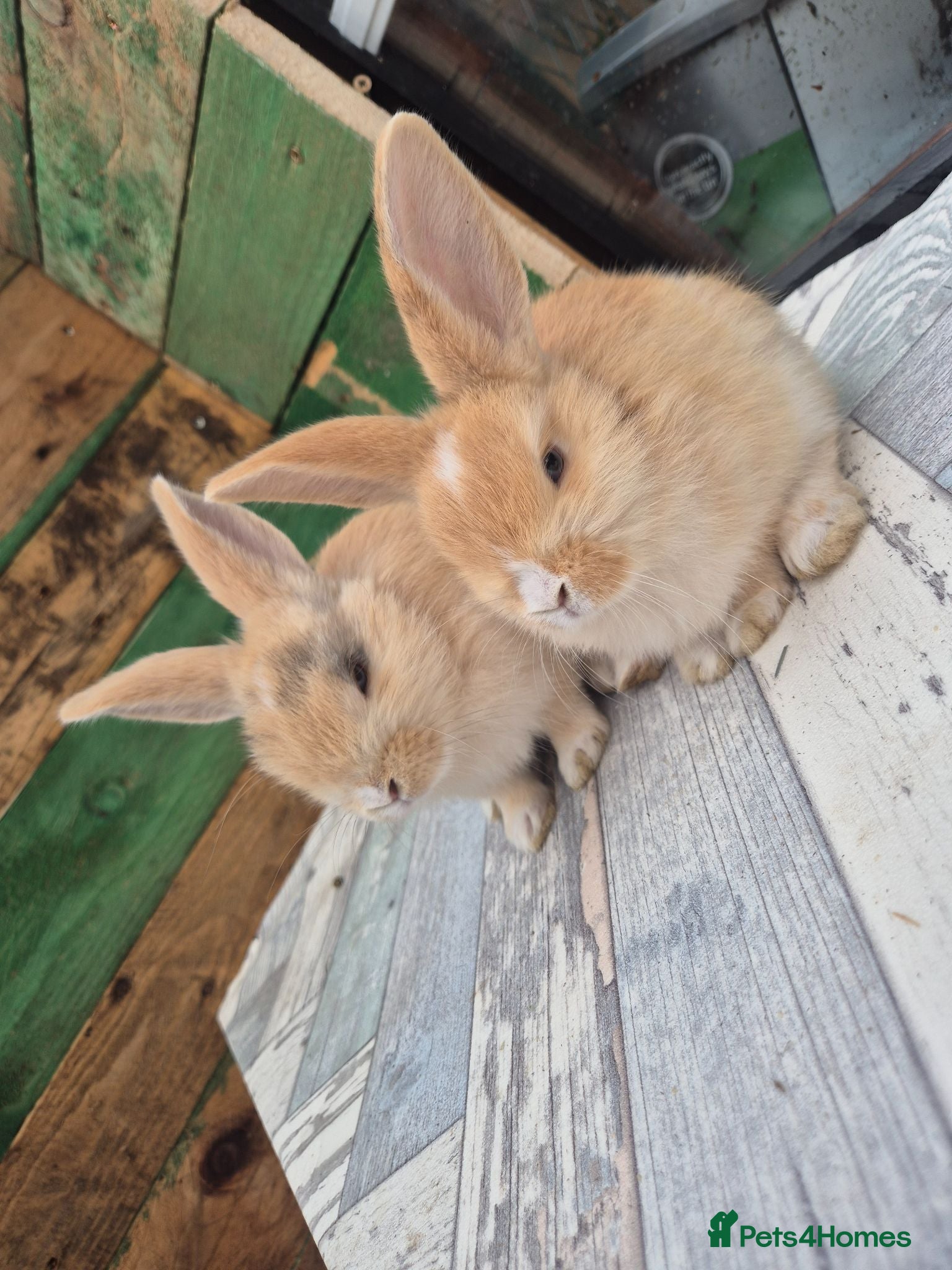 Mixed Breed rabbits READY NOW! 2 MALES LEFT  - Advert 17